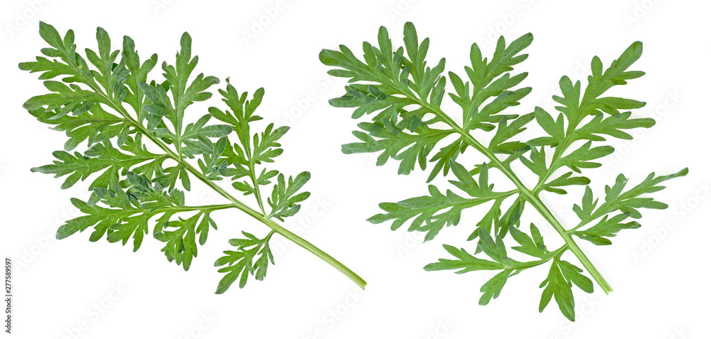 Two branches of wormwood isolated on white background