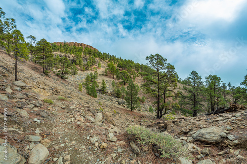 Mountains near Teide National Park. Old pine forest. Curved, gnarled ancient pines, dry fallen tree trunks and branches. Tenerife, Canary Islands, Spain. 2200m altitude