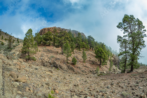 Mountains near Teide National Park. Old pine forest. Curved, gnarled ancient pines, dry fallen tree trunks and branches. Tenerife, Canary Islands, Spain. 2200m altitude
