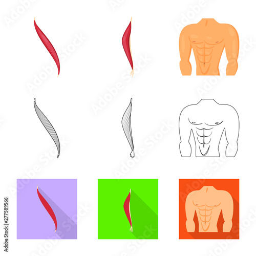 Isolated object of fiber and muscular sign. Collection of fiber and body vector icon for stock.