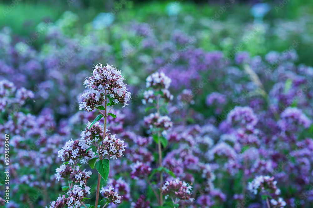 Thyme ordinary in the summer garden. Lilac flowers thyme. Thyme ordinary in the summer garden. Lilac flowers thyme.