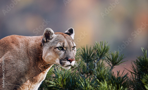 Canvas Print Portrait of Beautiful Puma