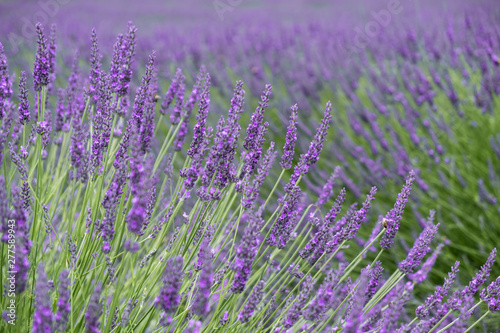 Lavendel