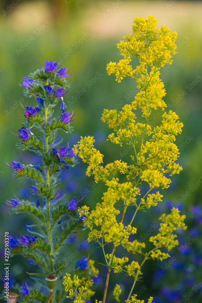 Wild colorful flowers in a sunny summer meadow Wild colorful flowers in a sunny summer meadow