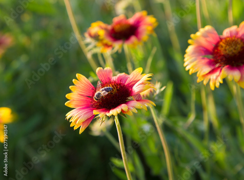 Rudbeckia flowers and bee on meadow