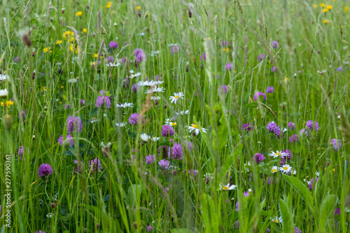 Blooming meadow close-up