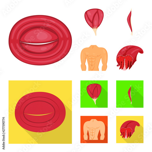 Vector illustration of fiber and muscular icon. Set of fiber and body stock symbol for web.