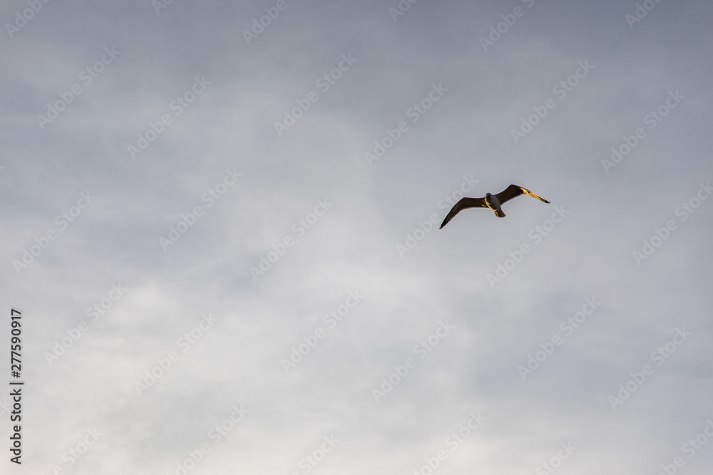 Bottom view of a flying seagull with copy space
