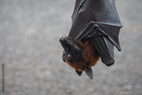 Close up of a Giant bat hanging upside down