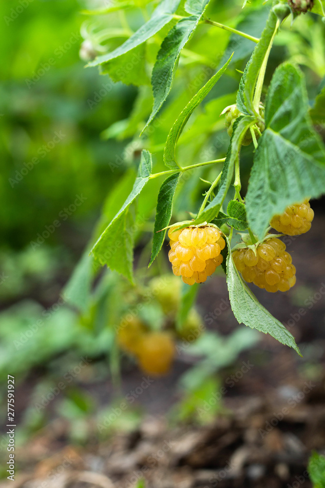 Yellow raspberry growing on bush
