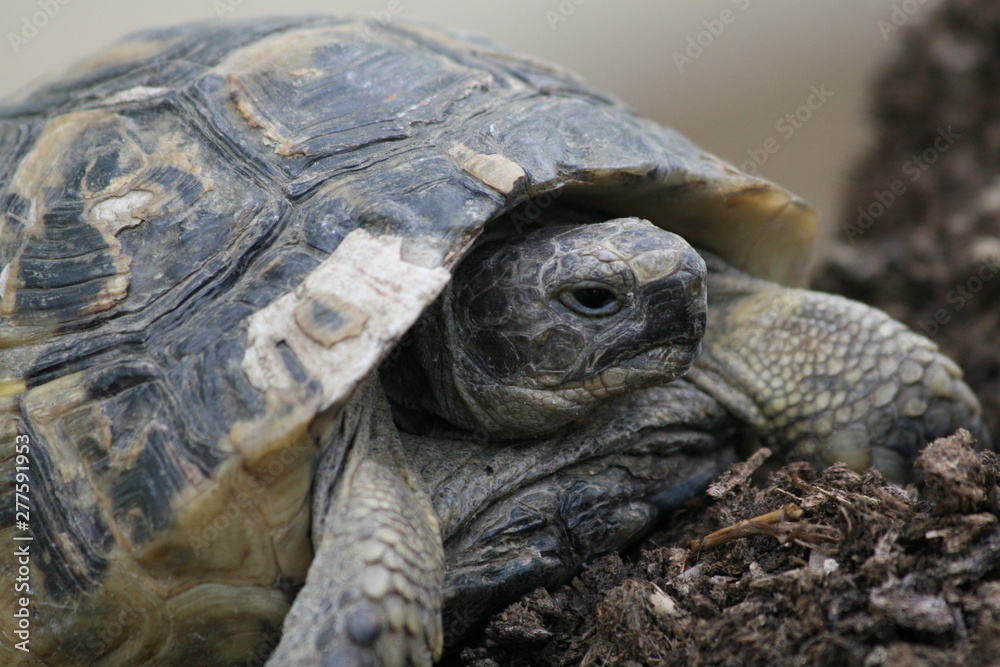 Big turtle in the city. Ankara, Turkey. Big turtle in the city. Ankara, Turkey.