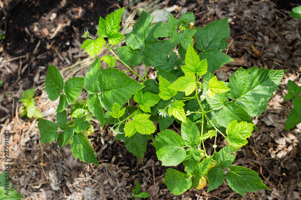 Young raspberry bush in the garden Young raspberry bush in the garden