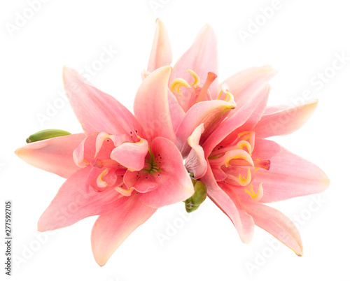 Three pink lily.