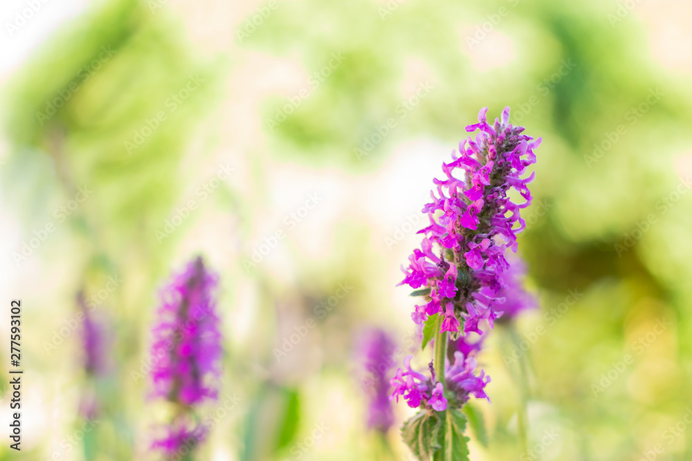 Obraz premium Lythrum salicaria flower blooming, common names are purple loosestrife, spiked loosestrife, or purple lythrum