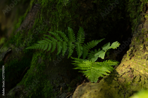 colorful fern in the forest