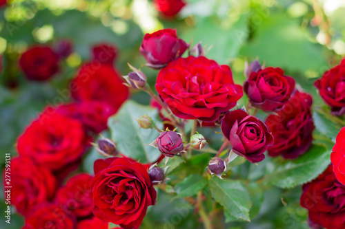 Close-up of red roses in the garden. floral background