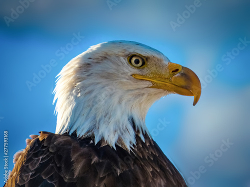 American bald eagle portrait against blue Colorado sky