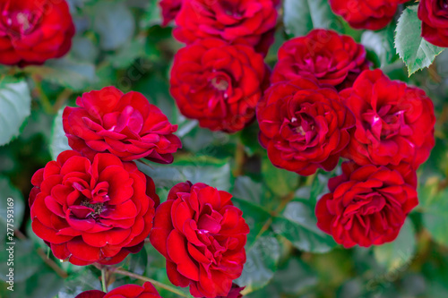 Detail of red roses in the garden. floral background