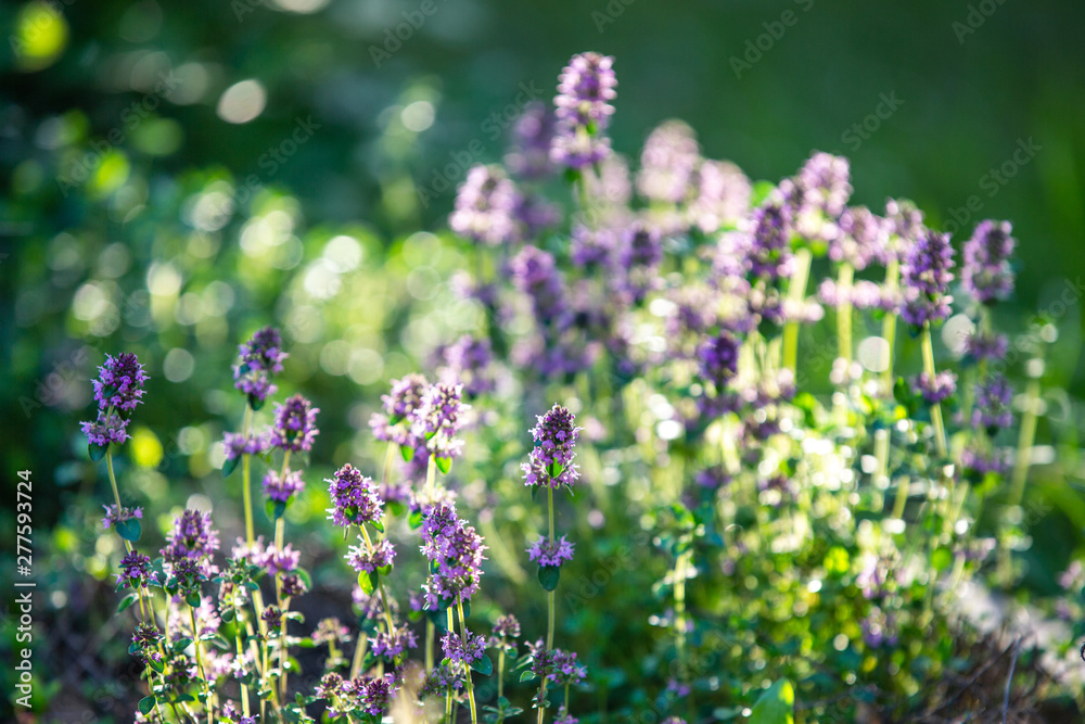 Obraz premium Blooming thyme. Flowers in backlight. Violet flowers on a green background. Medicinal plant.