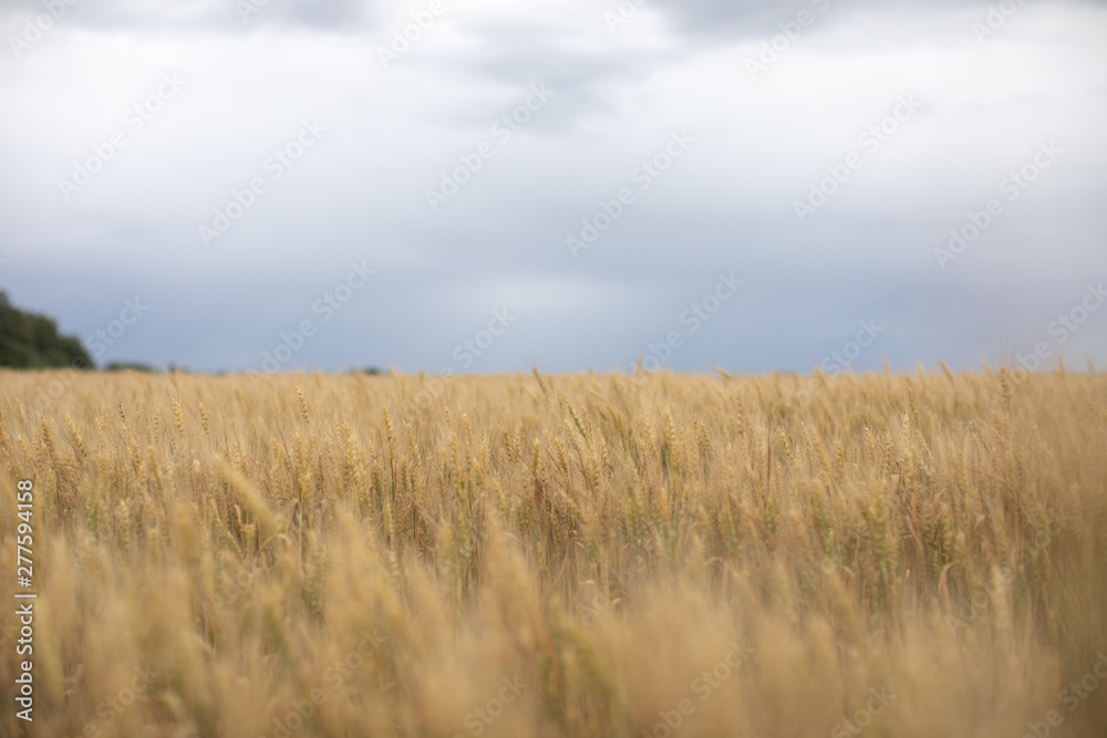 Bing yellow of ripe barley growing in a field in Sunny day