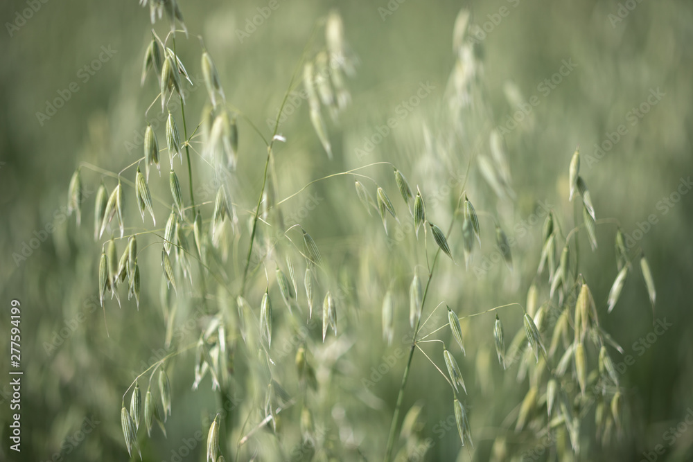 Bing green of ripe oat growing in a field in Sunny day