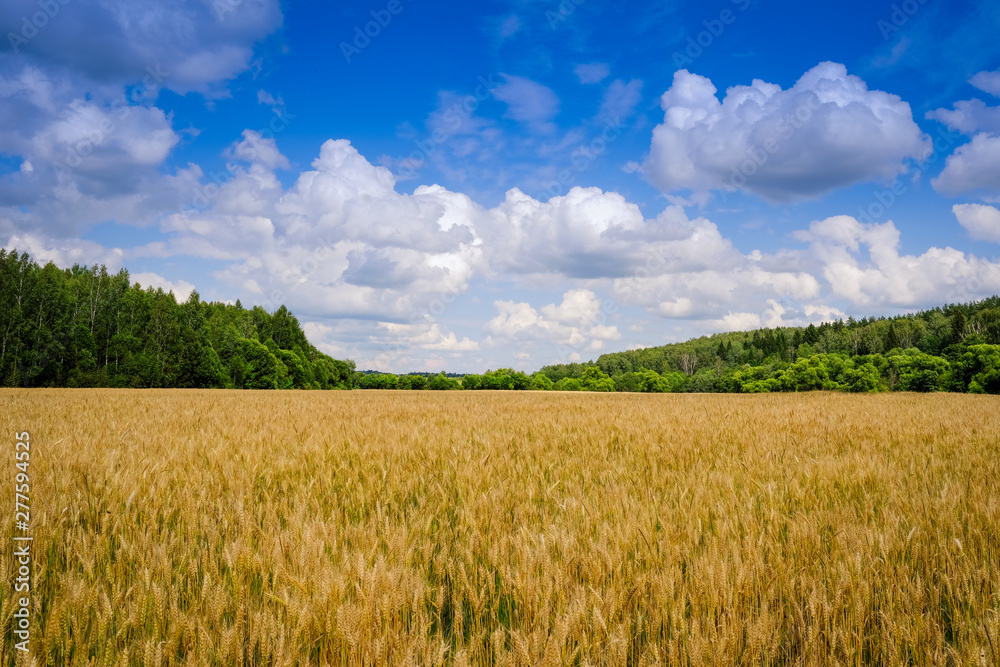 Summer landscape.The ears of ripening wheat against the background of the forest and the sky on a summer day..