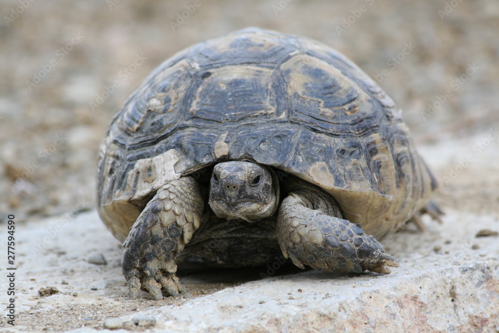 Big turtle in the city. Ankara, Turkey. Big turtle in the city. Ankara, Turkey.