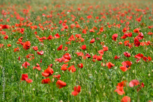 poppy field in the provence  france  europe