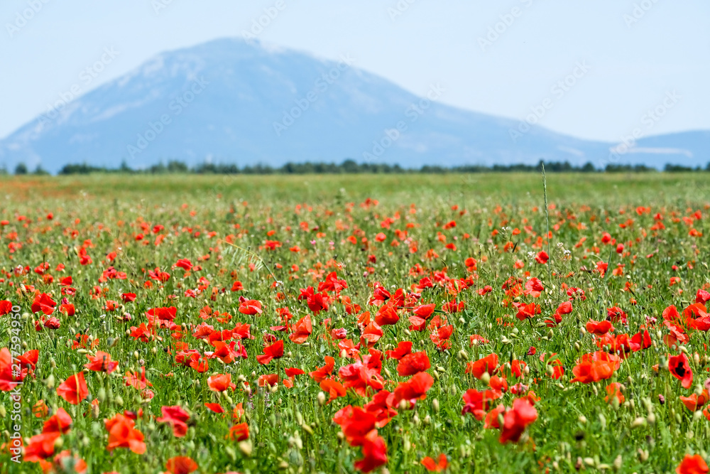 poppy field in the provence, france, europe