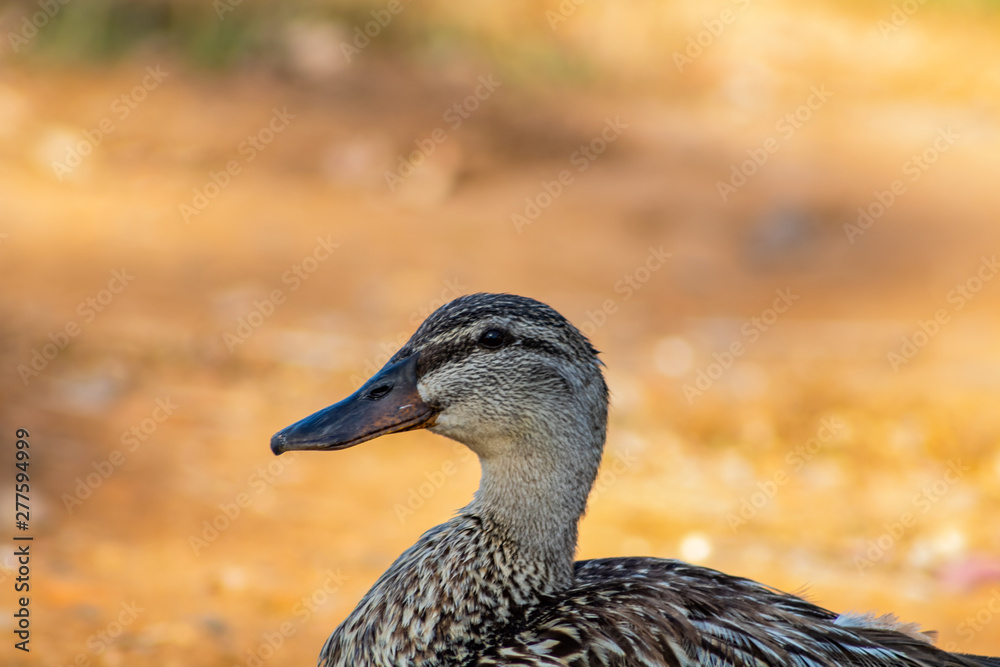 Ducks in freedom
