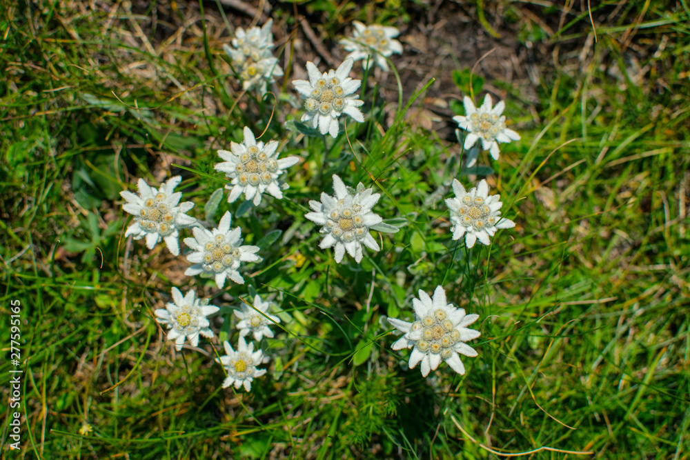 Beautiful edelweiss(Leontopodium nivale) flowers from the path from Beklemeto to Kozya Stena, Troyan Balkan, Bulgaria Beautiful edelweiss(Leontopodium nivale) flowers from the path from Beklemeto to Kozya Stena, Troyan Balkan, Bulgaria