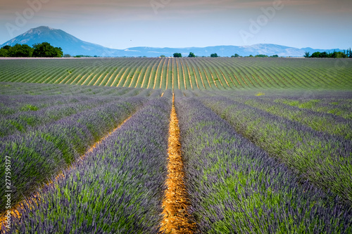 Violet lavender fields in Valensole  provence  france  europe