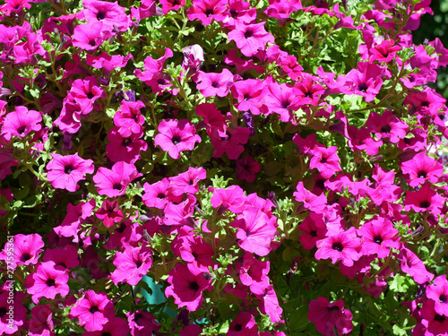 Lots of Petunia bright pink flowers on bright sunlight in July outdoors