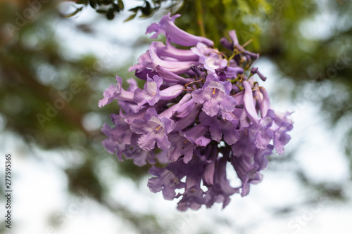 lilac flowers on branch of jakaranda blooming tree