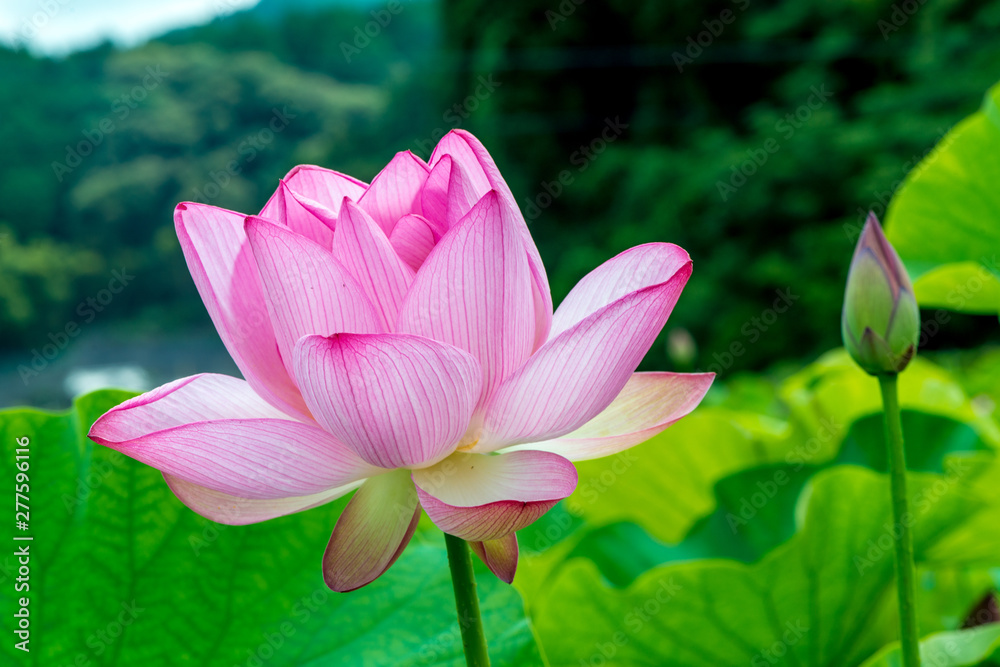 Obraz premium 臼杵の古代蓮