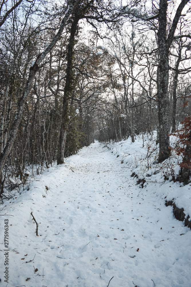 Árboles con nieve, día de invierno Árboles con nieve, día de invierno