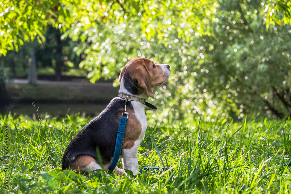 A thoughtful Beagle puppy with a blue leash on a walk in a city park. Portrait of a nice puppy.Eastern Europe. A thoughtful Beagle puppy with a blue leash on a walk in a city park. Portrait of a nice puppy.Eastern Europe.