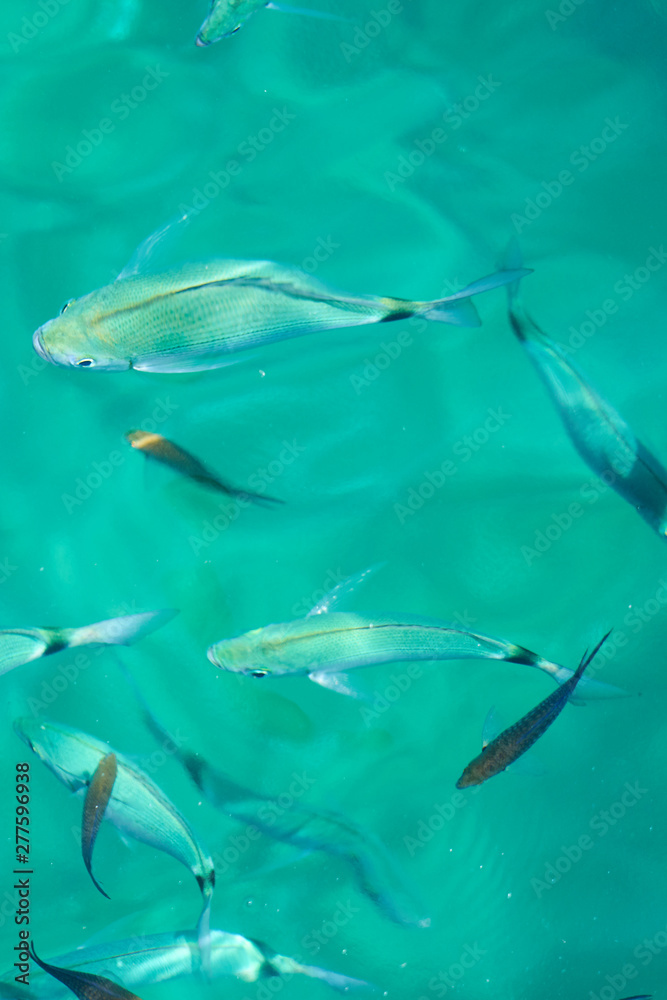 Naklejka premium Fishes in clear tropical sea water. Natural background.