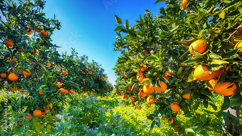 Obraz na płótnie Ripe oranges on tree in orange garden. w salonie