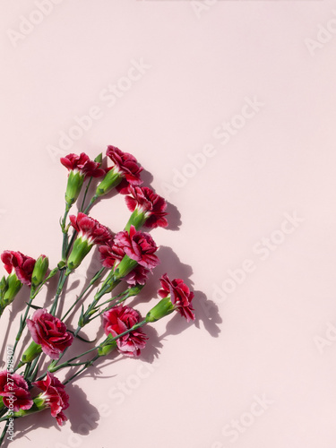 Beautiful pink red flowers isolated on light pastel pink background. Copy space. Flat lay. Top view