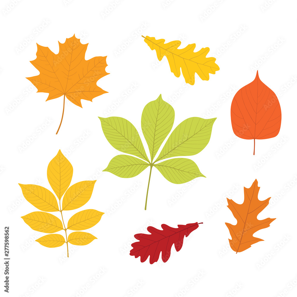 autumn leaves set, isolated on white background. simple cartoon flat style