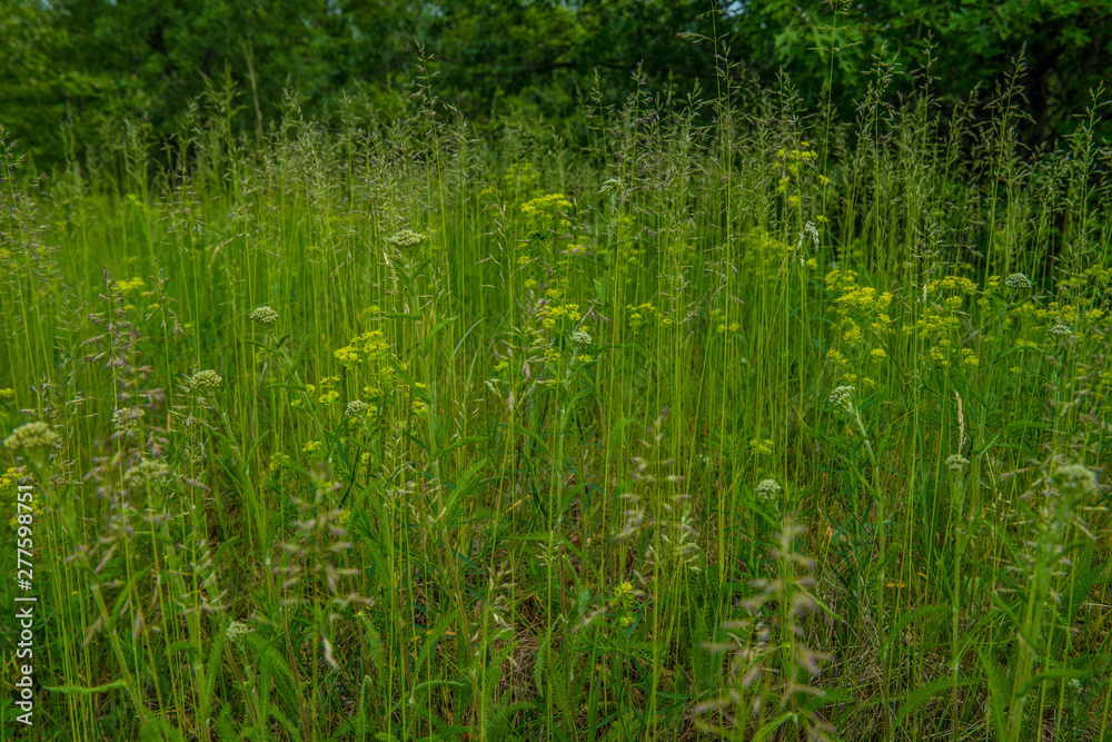 Tall grasses and wildflowers growing at the prairie Tall grasses and wildflowers growing at the prairie