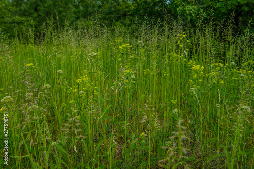 Tall grasses and wildflowers growing at the prairie