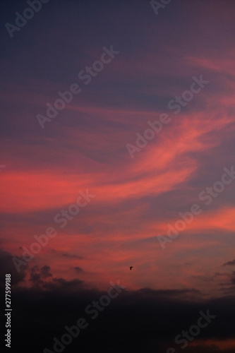 Beautiful Sunset Sky with Red and Blue Lights and a Birg