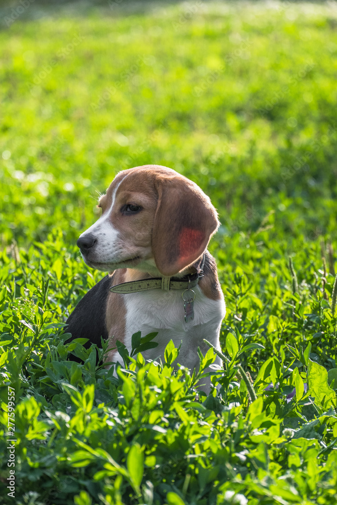 A thoughtful Beagle puppy with a blue leash on a walk in a city park. Portrait of a nice puppy.Eastern Europe. A thoughtful Beagle puppy with a blue leash on a walk in a city park. Portrait of a nice puppy.Eastern Europe.