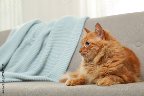 Cute friendly cat lying on sofa indoors