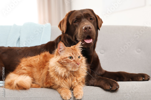 Photography Cat and dog together on sofa indoors. Fluffy friends