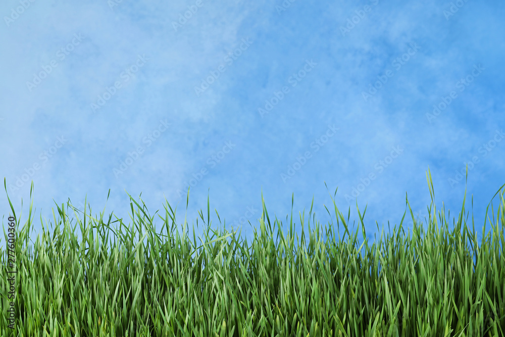Fresh green grass near blue fence. Space for text Fresh green grass near blue fence. Space for text