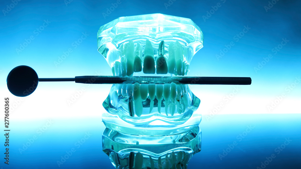  Clear Human Jaw With Teeth Model 6  - obrazy, fototapety, plakaty 