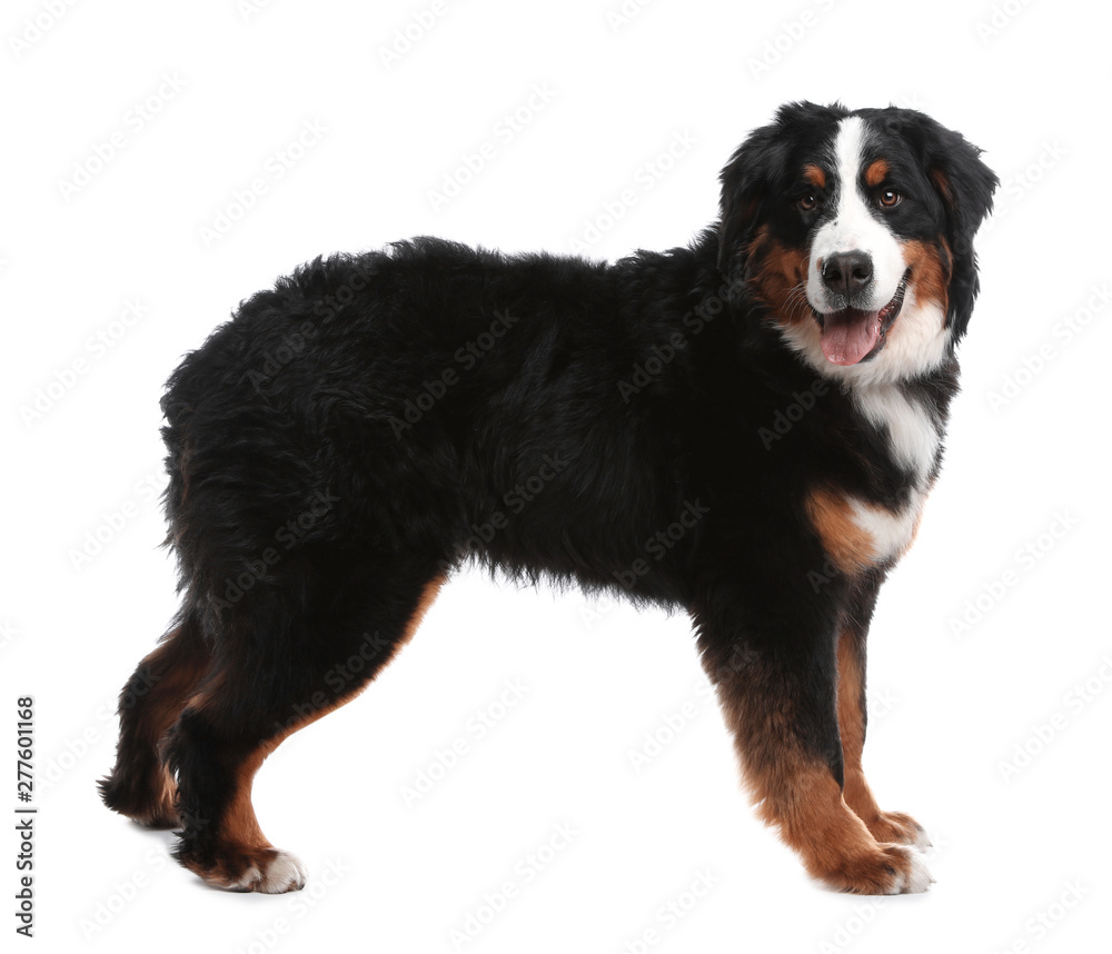 Funny Bernese mountain dog on white background